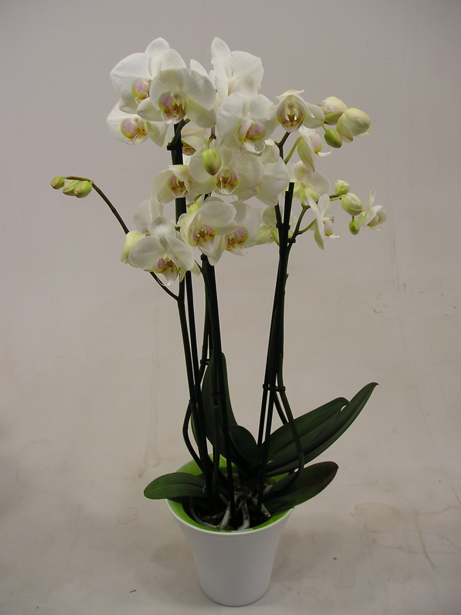 tv Ga door escort Plant Orchidee - Planten - Cor van Schie | Bloemen & plantenCor van Schie |  Bloemen & planten